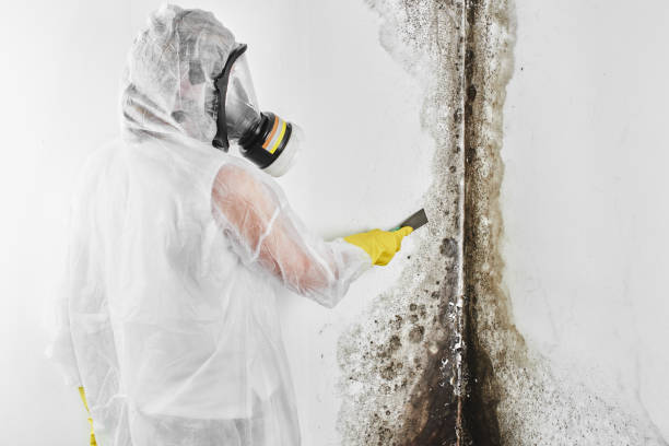 Best Professional Mold Removal  in East Bangor, PA
