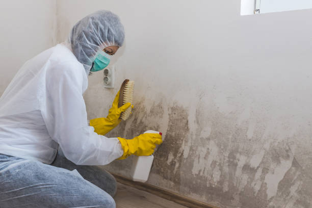 Best Mold Removal Near Me  in East Bangor, PA