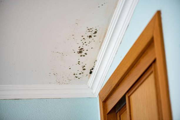 Best Toxic Mold Removal  in East Bangor, PA