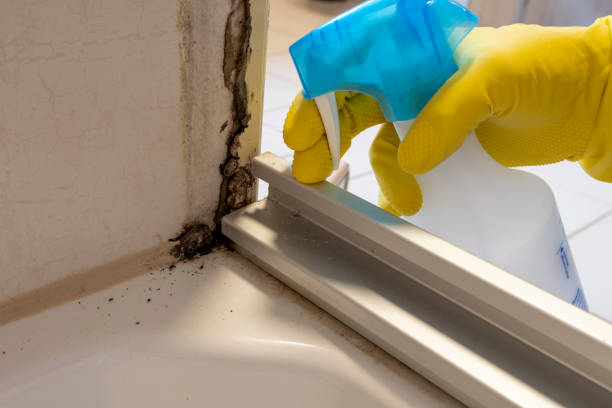 Best Certified Mold Removal  in East Bangor, PA