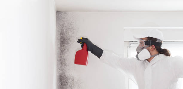 Best Residential Mold Removal  in East Bangor, PA