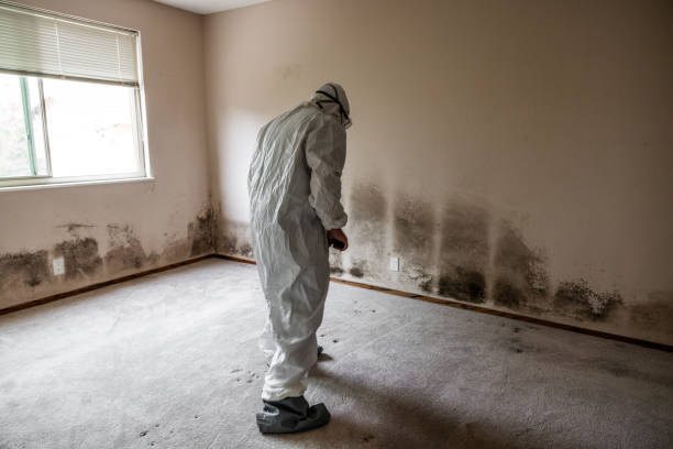 Best Emergency Mold Removal  in East Bangor, PA