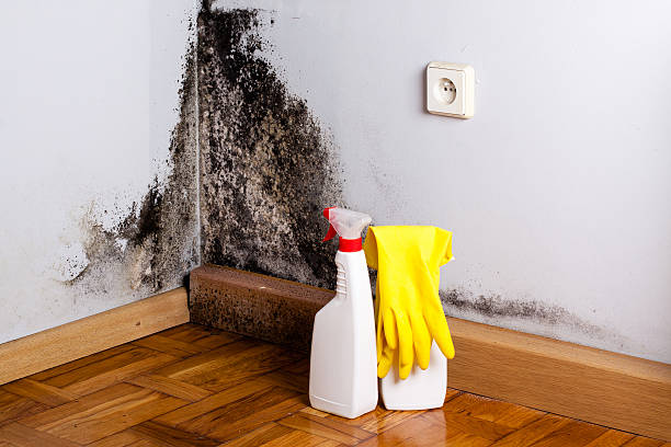 Best Fast Mold Removal  in East Bangor, PA