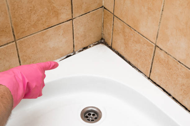 Mold Testing and Removal in East Bangor, PA