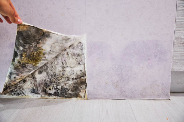 Best Mold Testing and Removal  in East Bangor, PA